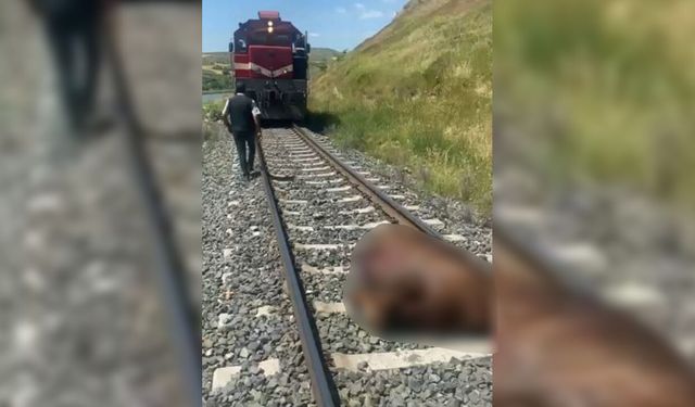 Elazığ’da trenin çarptığı inek telef oldu