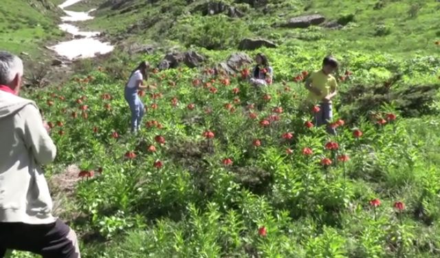 Hakkari’de ‘ters laleler’ doğayı süsledi