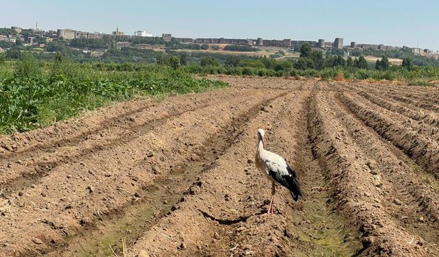 Diyarbakır'daki Hevsel'in maskotu Berfo; Her sabah işçilerle aynı sofrada