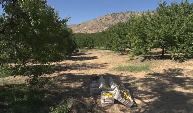Elazığ'da 110 bin 500 dekarda kayısı hasadı