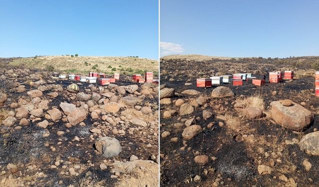 Arazi yangınında Arı kovanları zarar gördü
