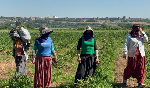 Diyarbakır Surları eşliğinde, 40 derece sıcakta ekmek mücadelesi