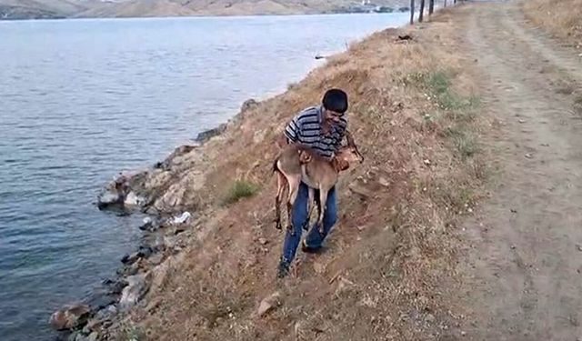 Köpeklerin saldırısında yaralanan dağ keçisini kucağında taşıdı