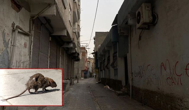 Diyarbakır Bağlar’da fareler cirit atıyor: Mahalle sakinleri çözüm bekliyor