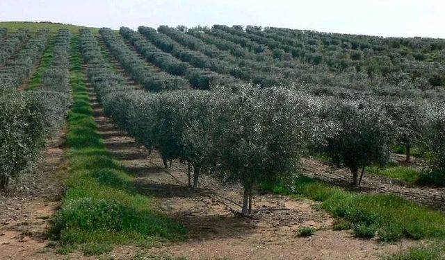 Diyarbakır’da milyonluk tarım arazisi satılığa çıkarıldı