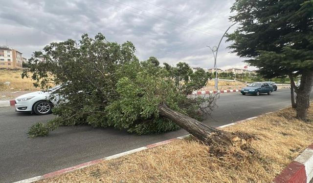 Van’da fırtına ağaçları kökünden söktü