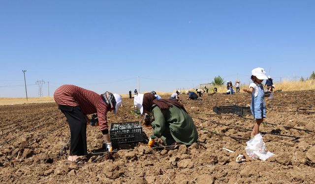 Silvan'da kadınların üretim alanı: Kent Bostanları