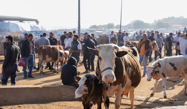 Diyarbakır’da besiciler isyan etti: Hayvanlarımız elimizde kaldı