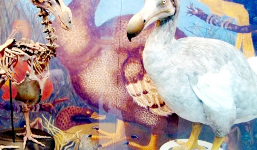 Bilim insanları dodo kuşunu diriltmeye çalışıyor
