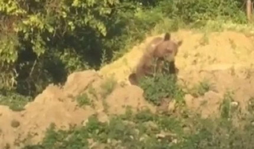 Sinop’ta ayı kameraya yakalandı