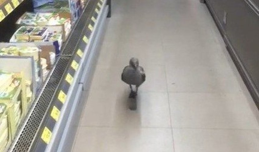 Martı markette reyonları gezdi