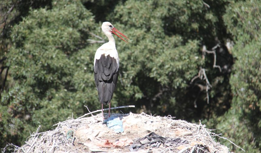 Sıcak havalar büyük göçe hazırlanan leylekleri de etkiledi