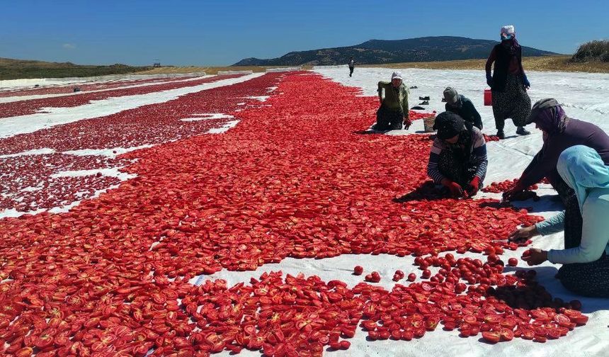 Yozgat’ta kurutulmak için serilen domatesler tarlaları kırmızıya bürüdü