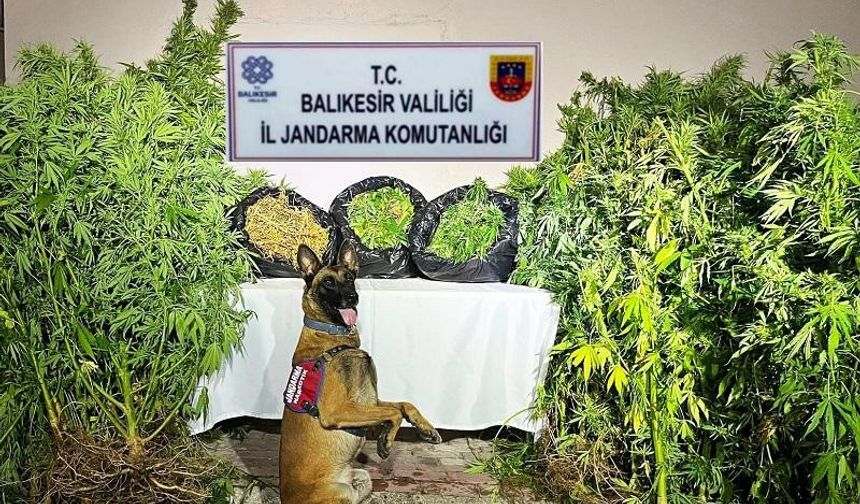 Balıkesir'de organize suç operasyonu: 36 gözaltı