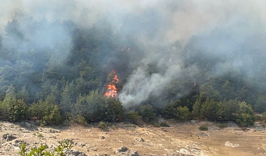 Çan’da orman yangını