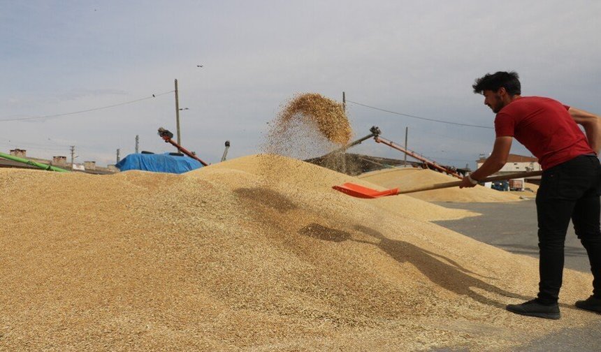 Sivas’ta tüccarlarda hububat alımı yoğunluğu