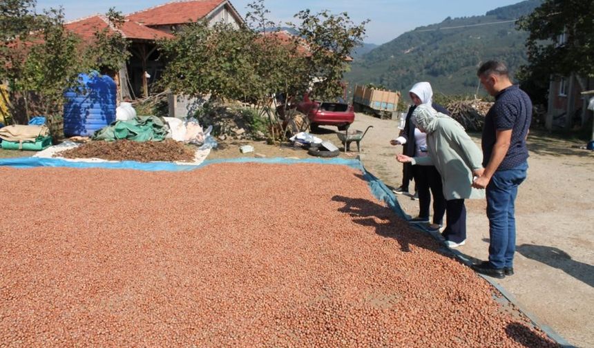 Düzce'de fındık hasadı başladı