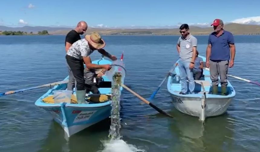 Çıldır gölüne 150 bin yavru sazan bırakıldı