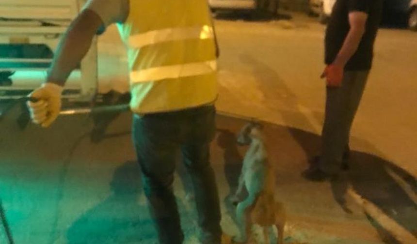 Hani'de hastalıklı 14 sokak hayvanı barınağa götürüldü