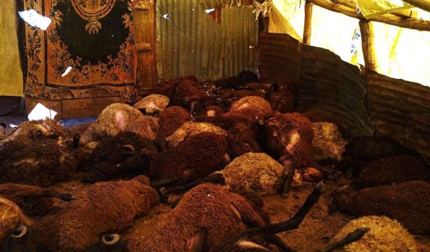 Bingöl’de kurt vahşeti: 50 koyun telef oldu