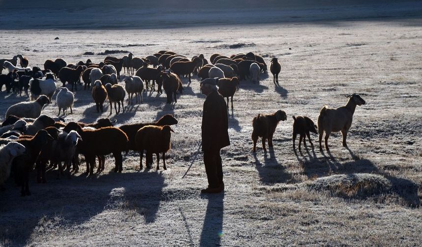 Kars ve Ardahan’da sis ve kırağı etkili oldu