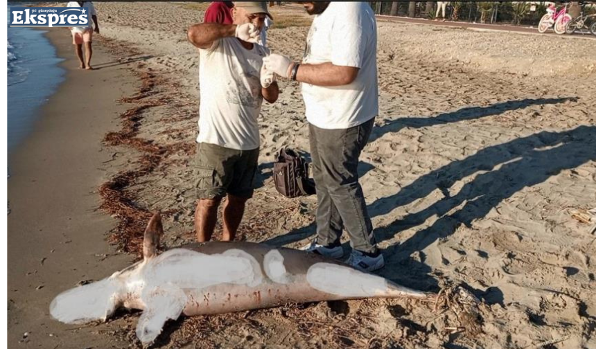  Kuşadası’nda yunus balığı karaya vurdu