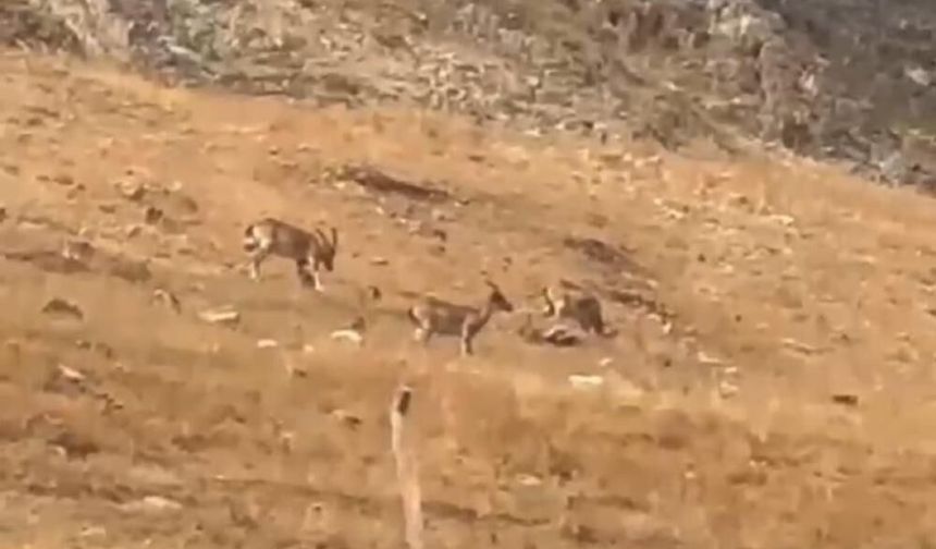 Ergani'de yaban keçileri görüntülendi