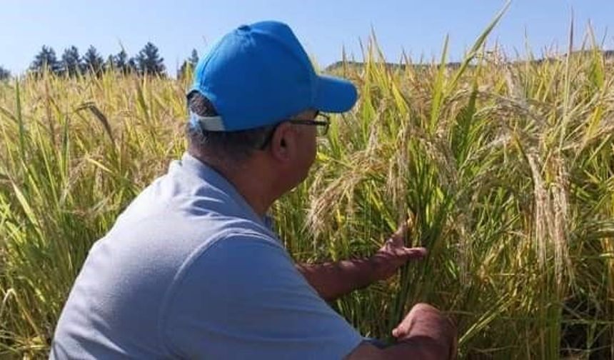 Çermik'te verim tespit çalışmaları tamamlandı