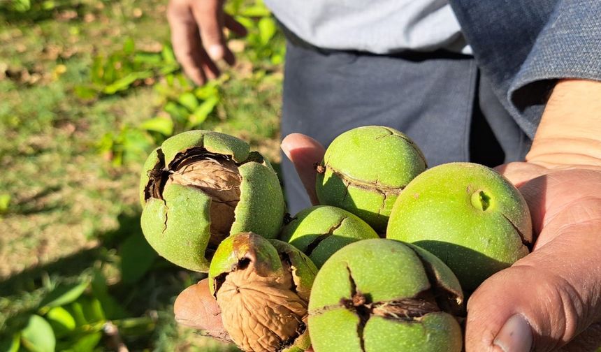 Adilcevaz cevizinin hasadına başlandı