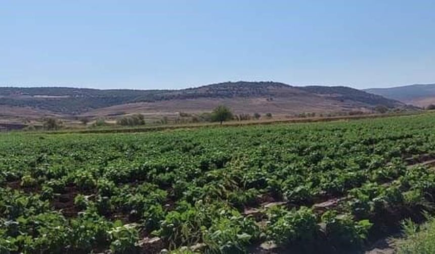 Çermik'te ikinci ürün tarıma geçildi