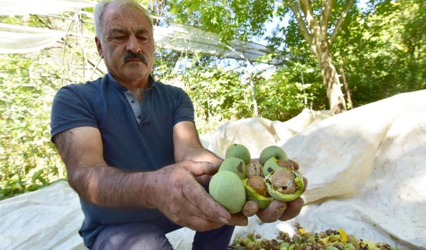Dünyanın en kaliteli cevizinde hasat zamanı