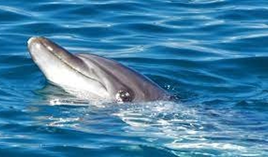 Kuşadası Körfezi'nde 'Afalina' türü yunus bulundu
