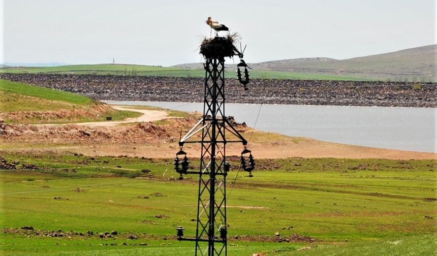 Dicle Elektrik’ten leylekler için Dicle Vadisi’nde yuva