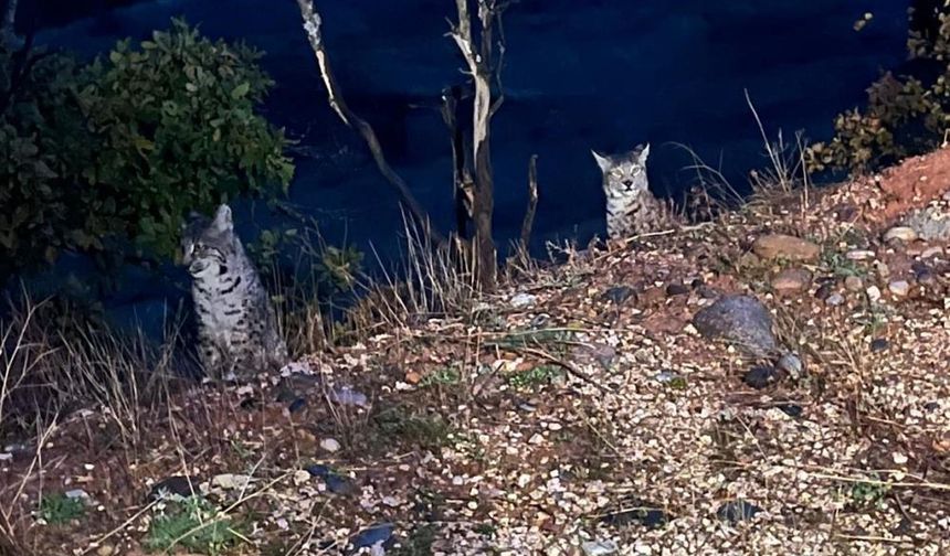 Tunceli’de kırmızı listede yer alan vaşaklar görüntülendi
