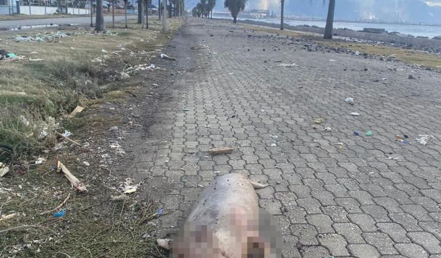 Akdeniz foku kıyıya vurdu