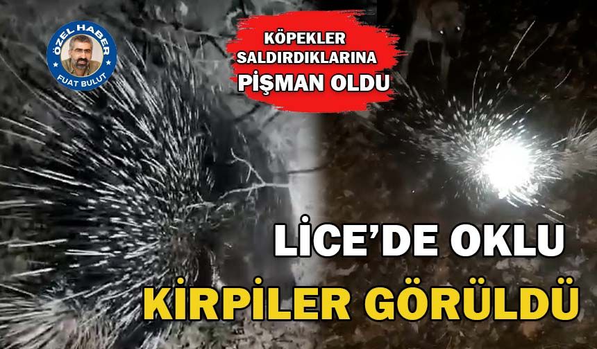 LİCE’DE OKLU KİRPİLER GÖRÜLDÜ