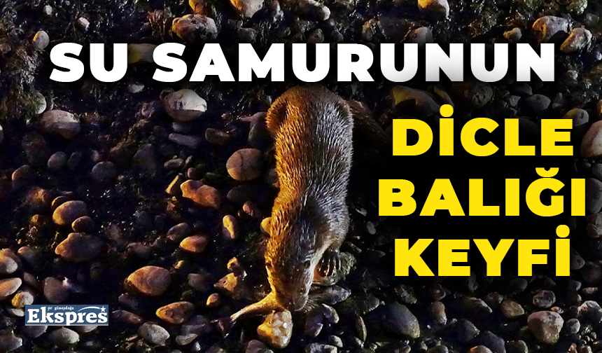 Su samurunun Dicle balığı keyfi