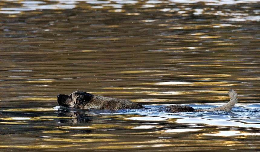 Yolunu kaybeden köpek Dicle’yi yüzerek geçti