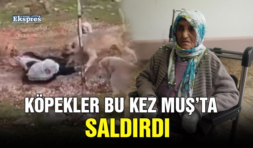 Köpekler bu kez Muş’ta saldırdı
