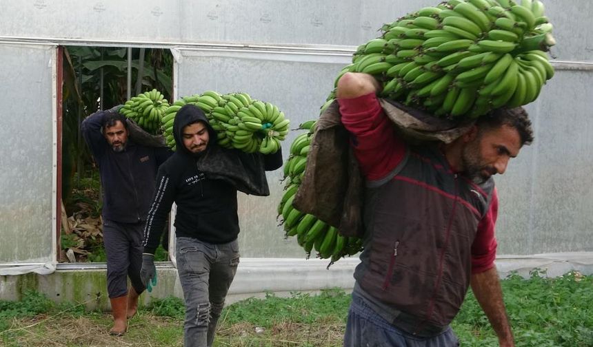 Muzda hasat başladı, bahçede 16-18 TL