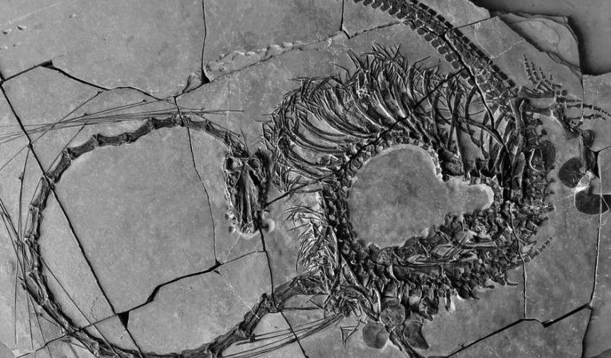240 milyon yıllık ejderha fosili ortaya çıkarıldı