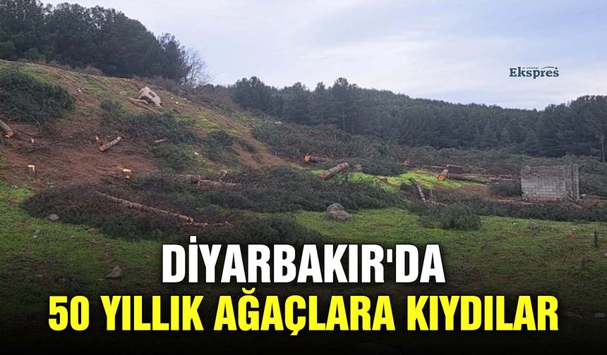 Diyarbakır'da 50 yıllık ağaçlara kıydılar