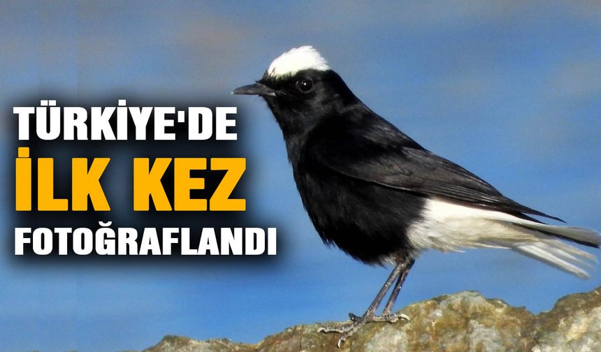 ‘Ak Tepeli Kuyrukkakan’ Türkiye’de