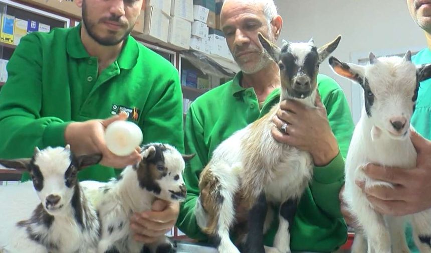 Cüce keçiler dördüz doğurdu
