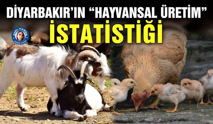 Diyarbakır’ın “Hayvansal Üretim” istatistiği