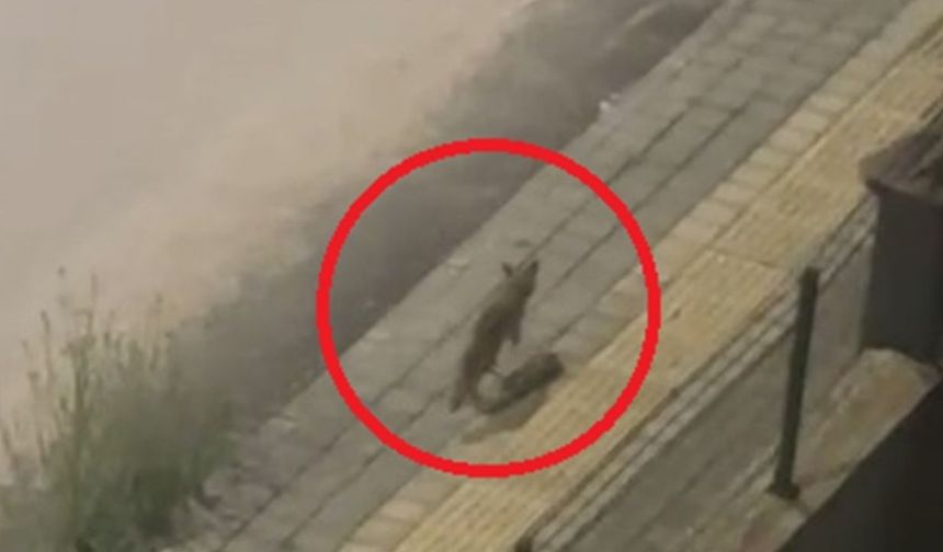 Diyarbakır’da kent merkezinde tilki görüldü