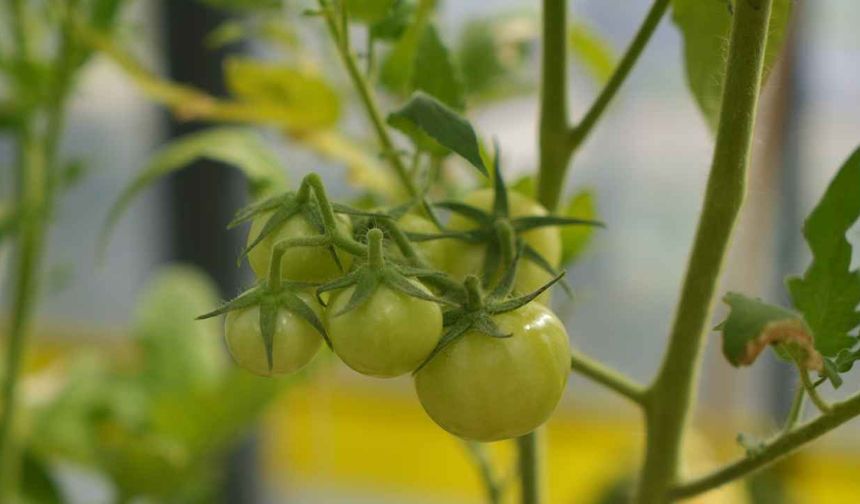 'Kuraklık stresine dayanıklı' domatesler üretilecek