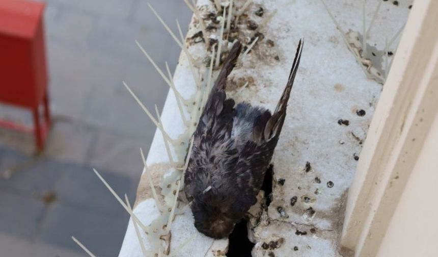 Kayyım, kendi güvenliği için kuş ölümlerine neden oldu