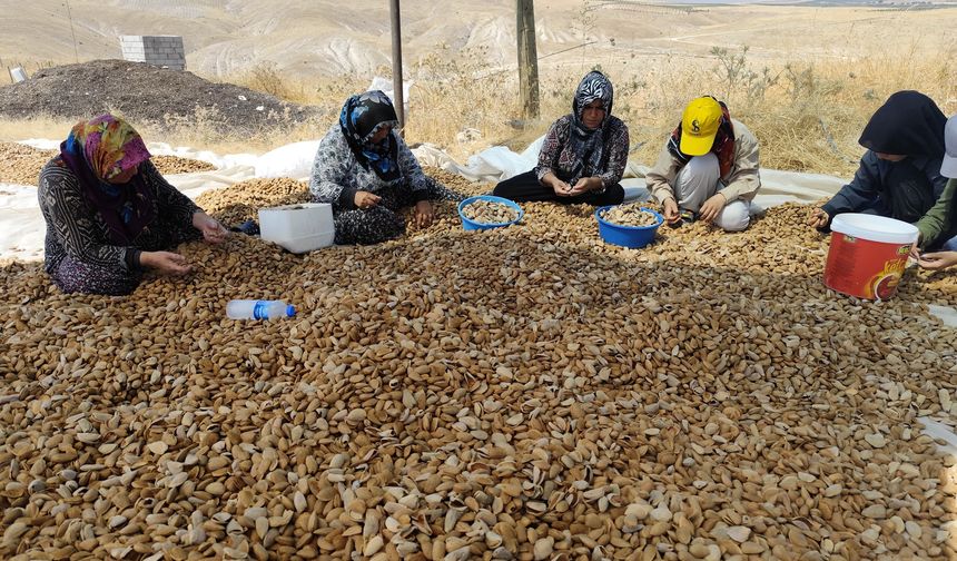 Adıyaman'da badem hasadı