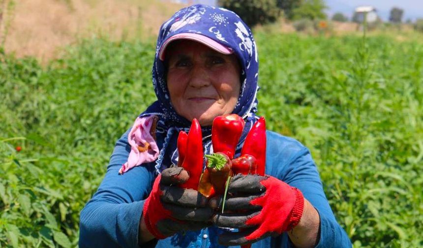 Tarlada en acı hasat